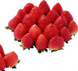 定格豐收的甜蜜 探訪上虞市丁宅鄉(xiāng)阿燦草莓種植場