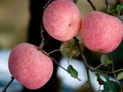 庫藏紅富士蘋果——棲霞市正揚(yáng)果品商貿(mào)公司優(yōu)質(zhì)水果銷售